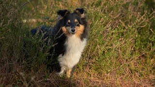 Understanding the Instinctual Behaviors of the Shetland Sheepdog