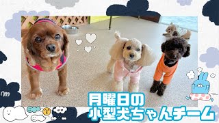 【犬の幼稚園】紫竹山店🐻‍❄️月曜日の小型犬ちゃんチーム🐻‍❄️