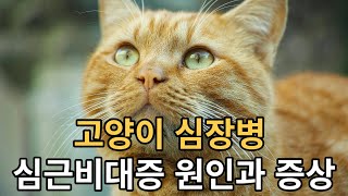 고양이 심장병 심근비대증 원인과 증상