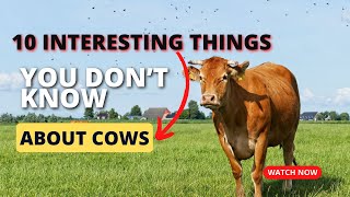 10 INTERESTING THINGS YOU DON’T KNOW ABOUT COWS/CATTLE | #AnimalsAndPets