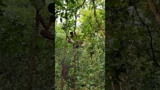 Open tiger 🐆attak catching jungle VFX funny 😱 my Village Jungle #shortsviral #wildlife #viralvideo🐆😱