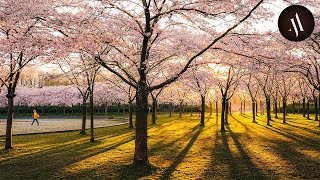 Beautiful Cherry Blossoms, Bloesempark, Amstelveen, Binaural