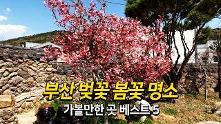 부산 벚꽃 봄꽃 명소 가볼만한 곳 베스트 5