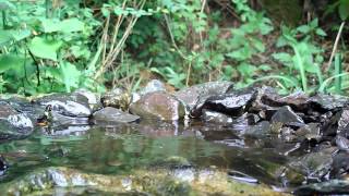 Singdrossel, Blaumeisen und Rotkehlchen baden