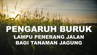 TUTORIAL pengaruh buruk lampu penerang jalan bagi pertumbuhan dan produksi tanaman jagung