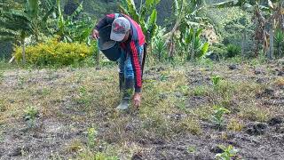 Entufinca 1ra  Fertilización en Café