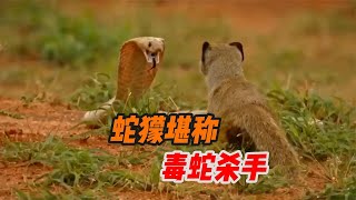 蛇獴可是除了名的”毒蛇杀手“，吃起蛇来就像吃辣条般轻松