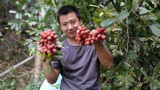 Huanong Brothers: A walk in a hill, back with wild fruits which are worth more than 1000 RMB. Nice!