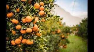 Citrus Research International Research Symposium