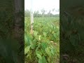 plantation in sapapalii savaii