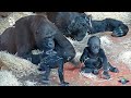 playful gorilla sisters mobi gaia and their loving moms