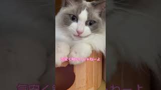 ハチくんご機嫌斜め　#猫 #cat #ラグドール #ragdoll