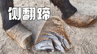 “侧翻驴蹄”翘起来还空心，一刀下去流了红水，看看还能修么？【农村张卜】