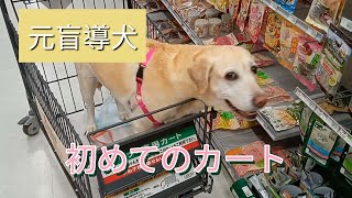 元盲導犬が初めてカートに乗る！大型犬がホームセンターへ行く(プリン)