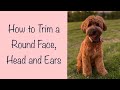 Trim a round face and head | Mabel The Whoodle