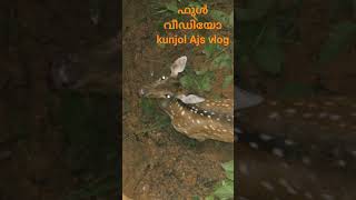 മാൻ കിണറ്റിൽ വീണു. full വീഡിയോ kunjol Ajs vlogs channel youtube