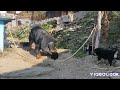 Tibetan mastiff Playing with puppy | Ghazi