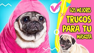 🏰🐌 ¡Manualidades Geniales para Tu Mascota Favorita || ¡Los Mejores Consejos y Trucos!