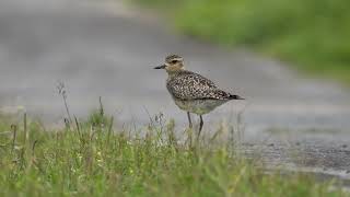 過境飛累的太平洋金斑鴴 Pacific Golden-Plover (Pluvialis fulva) （畫質4K）