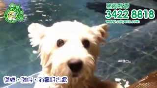 🐾田園寵物酒店🐾 寵物泳池 20150930