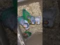 cute birds playing