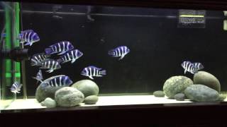 WC Cyphotilapia Frontosa Kitumba Zaire Blue