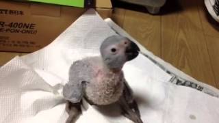 African Grey Parrot baby   Hand feeding. ヨウムの雛の挿し餌