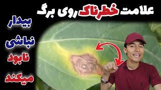 متوجه نباشی این بیماری درخت و گیاه شما را نابود میکند | مرض آلترناریا how to get rid of early blight