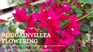 Bougainvillea Flowering 5 Tips \u0026 Tricks|Bougainvillea നിറയെ പൂക്കാനായി ഈ 5 കാര്യങ്ങൾ ചെയ്യാറുണ്ടോ?🌸