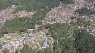 吉野のシロヤマザクラ見頃 「上千本」満開に 奈良