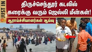 Tiruchendur Jellyfish | Sea | Fish | Murugan Temple | Sun News