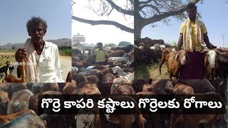 గొర్రె కాపరి కష్టాలు గొర్రెలకు రోగాలు