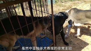 猛犬相亲结局意外，中亚犬德牧同时喜欢卡斯罗犬，展开追求