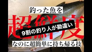 【魚のプロから魚好きへ！】大阪の魚屋が釣った魚を超鮮度でクーラーボックスへ入れる方法を伝授する！【壱岐島編】