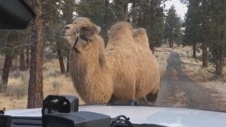 Deputies discover camel wandering around Oregon city