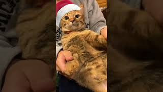 メリークリスマス🎅🎁🎄 #ショート #ねこ #ねこのいる生活 #猫動画 #保護猫 #しょーと #ほごねこ #幸せ #猫 #クリスマス