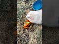 guinea pig rescued and adopted viralhog