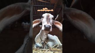 Original jafarabadi.प्रेम #gir #gujarat #gircow #trending #cow #trendingreels #radhakrishna#comedy