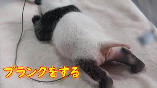 赤ちゃんパンダはどのくらいプランクを行うことができますか？ | iPanda パンダ楽園 #shorts