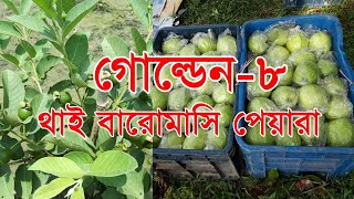 গোল্ডেন ৮ থাই বারোমাসি পেয়ারাঃ  কোথায় ও কিভাবে চারা পাবেন?