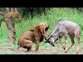 The CHEETAH, The Most Agile and Deadly Big Cat | Lion King Rescue Impala From Cheetah Hunting