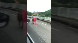 車道に馬　in和歌山