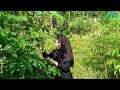 Pesona Gadis Desa sukabumi  Cantik & Yang Sederhana memetik daun Singkong Di kebun