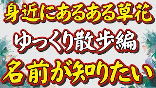 「晩秋の草花調べ」最高傑作ができました！【身近な草花の名前が知りたい人へ】細かい情報より、どこにでも「あるある草花」について、その名前が知りたい。今、咲いている草花を散歩しながら調べ、名前を教えます。