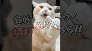 猫が一番食いつく遊び方 #猫 #猫のいる暮らし #ねこ #cat