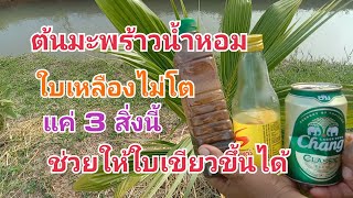 ต้นมะพร้าวน้ำหอมไม่โตแค่ 3 สิ่งนี้ใบเขียวขึ้นมาได้