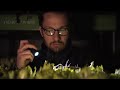 How to Cultivate Millions of Golden Vegetable Buds in Dark Room - Belgian Endive Farming and Harvest