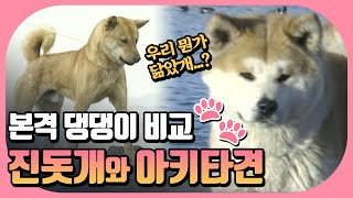 묘하게 닮았지만 다르다구요 🐕진돗개와 아키타견, 시바견 외향 비교와 분석! 🐶