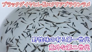 【めだか】ちょっと古いメダカの掛け合わせ。これも実際やってみて勉強です。Ｂ型おやじ