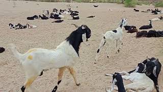 Bleating Hearts A Goat's Love Story || Male goat with female goat 🐐 || @AsmrAnimls